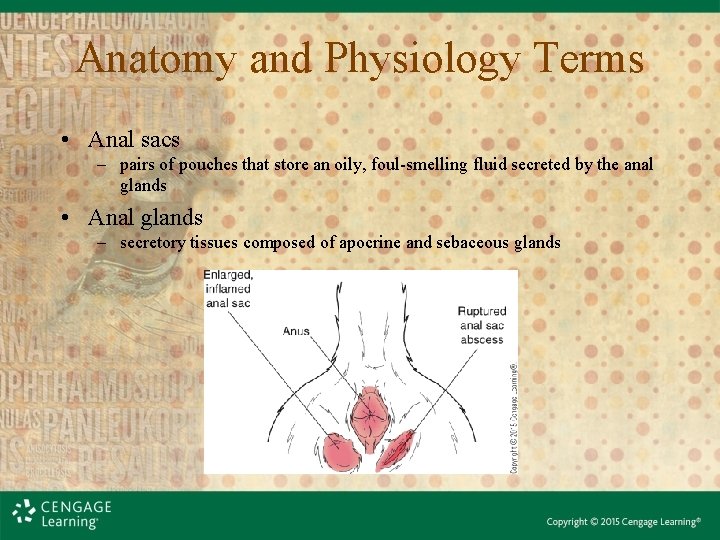 Anatomy and Physiology Terms • Anal sacs – pairs of pouches that store an