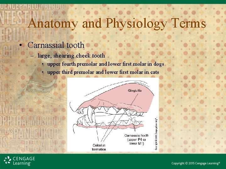 Anatomy and Physiology Terms • Carnassial tooth – large, shearing cheek tooth • upper