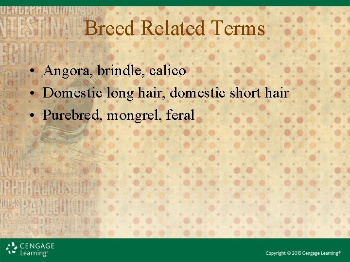 Breed Related Terms • Angora, brindle, calico • Domestic long hair, domestic short hair