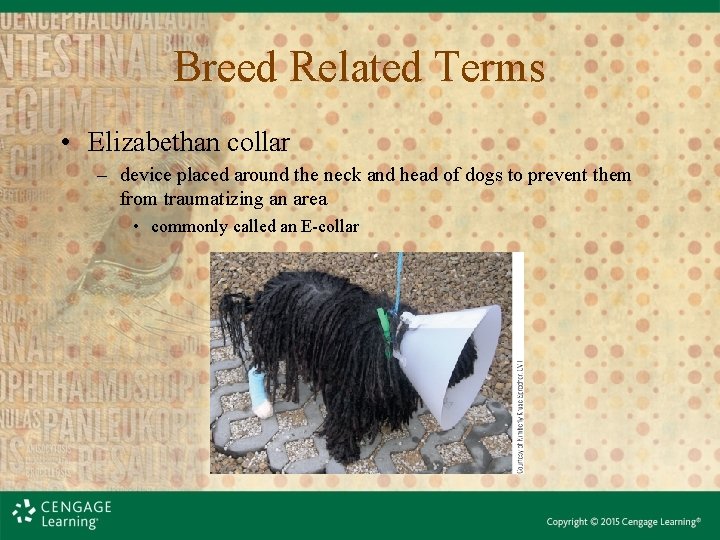 Breed Related Terms • Elizabethan collar – device placed around the neck and head