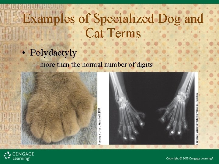 Examples of Specialized Dog and Cat Terms • Polydactyly – more than the normal