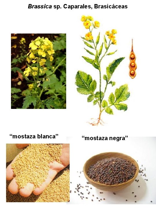 Brassica sp. Caparales, Brasicáceas “mostaza blanca” “mostaza negra” Brassica sp. Caparales, Brasicáceas “mostaza blanca” “mostaza negra”