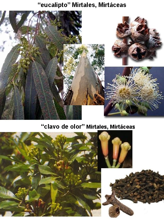 “eucalipto” Mirtales, Mirtáceas “clavo de olor” Mirtales, Mirtáceas “eucalipto” Mirtales, Mirtáceas “clavo de olor” Mirtales, Mirtáceas