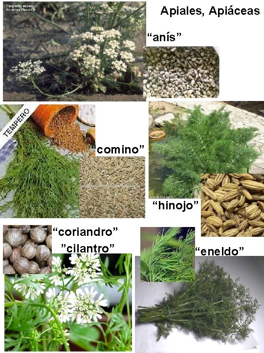 Apiales, Apiáceas “anís” “comino” “hinojo” “coriandro” ”cilantro” “eneldo” Apiales, Apiáceas “anís” “comino” “hinojo” “coriandro” ”cilantro” “eneldo”