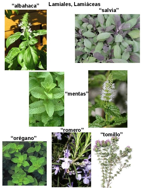 “albahaca” Lamiales, Lamiáceas “salvia” “mentas” “romero” “orégano” “tomillo” “albahaca” Lamiales, Lamiáceas “salvia” “mentas” “romero” “orégano” “tomillo”