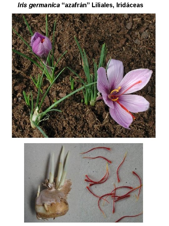 Iris germanica “azafrán” Liliales, Iridáceas Iris germanica “azafrán” Liliales, Iridáceas
