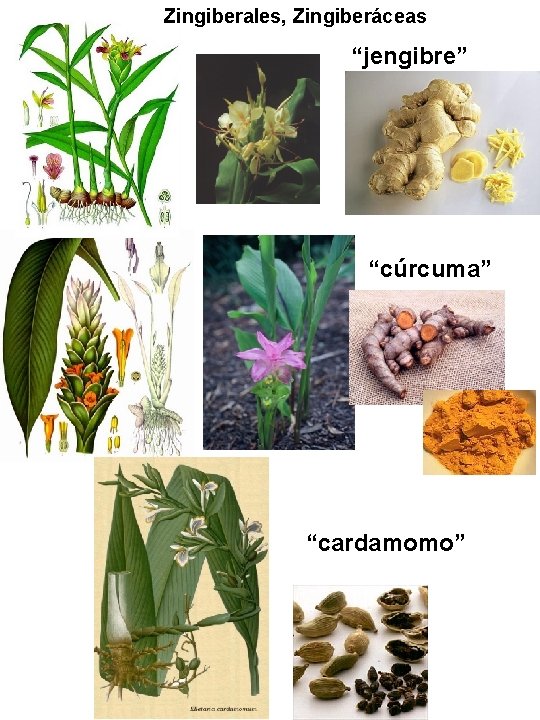 Zingiberales, Zingiberáceas “jengibre” “cúrcuma” “cardamomo” Zingiberales, Zingiberáceas “jengibre” “cúrcuma” “cardamomo”