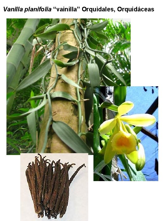 Vanilla planifolia “vainilla” Orquidales, Orquidáceas Vanilla planifolia “vainilla” Orquidales, Orquidáceas