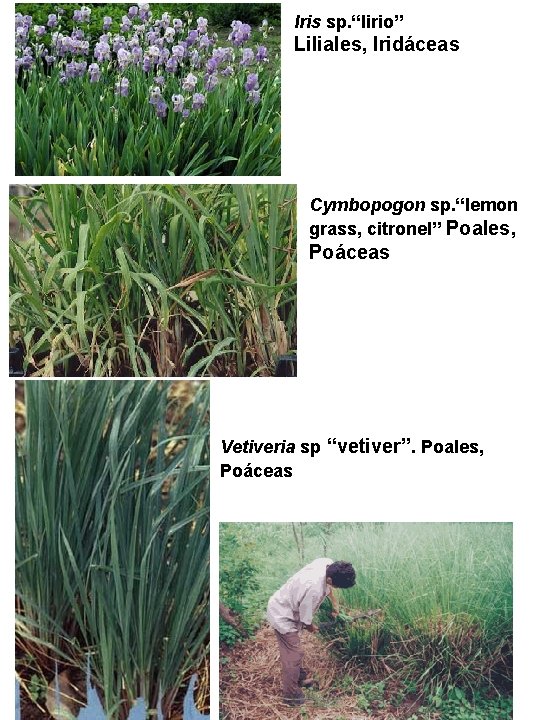 Iris sp. “lirio” Liliales, Iridáceas Cymbopogon sp. “lemon grass, citronel” Poales, Poáceas Vetiveria sp Iris sp. “lirio” Liliales, Iridáceas Cymbopogon sp. “lemon grass, citronel” Poales, Poáceas Vetiveria sp