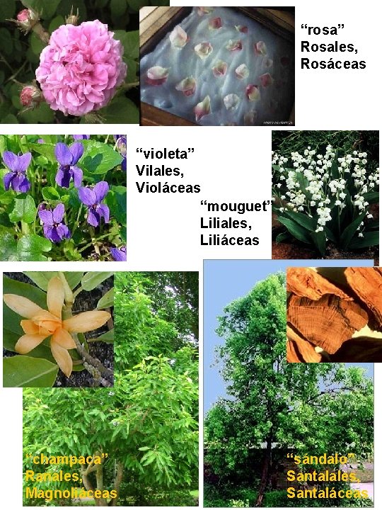 “rosa” Rosales, Rosáceas “violeta” Vilales, Violáceas “mouguet” Liliales, Liliáceas “champaca” Ranales, Magnoliáceas “sándalo” Santalales, “rosa” Rosales, Rosáceas “violeta” Vilales, Violáceas “mouguet” Liliales, Liliáceas “champaca” Ranales, Magnoliáceas “sándalo” Santalales,