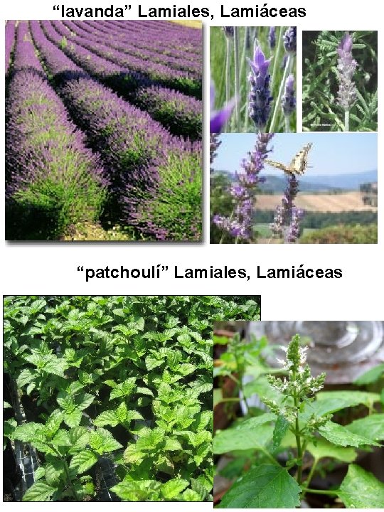 “lavanda” Lamiales, Lamiáceas “patchoulí” Lamiales, Lamiáceas “lavanda” Lamiales, Lamiáceas “patchoulí” Lamiales, Lamiáceas