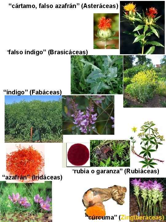 “cártamo, falso azafrán” (Asteráceas) “falso índigo” (Brasicáceas) “índigo” (Fabáceas) “azafrán” (Iridáceas) “rubia o garanza” “cártamo, falso azafrán” (Asteráceas) “falso índigo” (Brasicáceas) “índigo” (Fabáceas) “azafrán” (Iridáceas) “rubia o garanza”