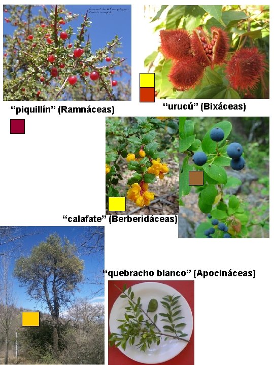 “piquillín” (Ramnáceas) “urucú” (Bixáceas) “calafate” (Berberidáceas) “quebracho blanco” (Apocináceas) “piquillín” (Ramnáceas) “urucú” (Bixáceas) “calafate” (Berberidáceas) “quebracho blanco” (Apocináceas)