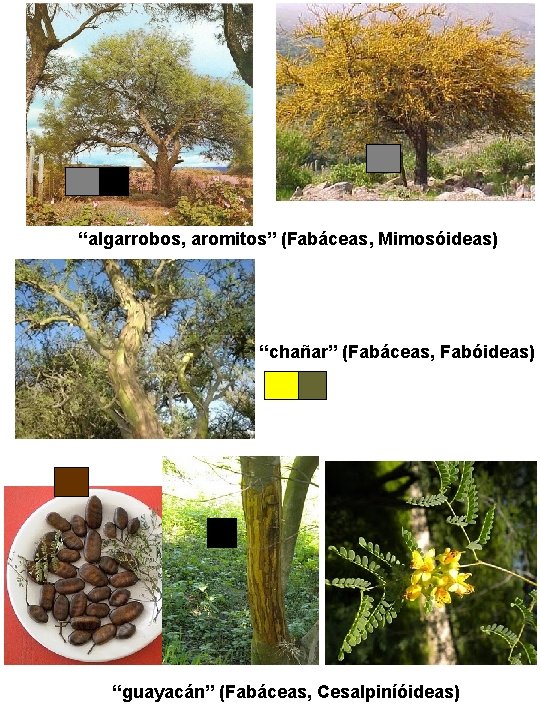 “algarrobos, aromitos” (Fabáceas, Mimosóideas) “chañar” (Fabáceas, Fabóideas) “guayacán” (Fabáceas, Cesalpiníóideas) “algarrobos, aromitos” (Fabáceas, Mimosóideas) “chañar” (Fabáceas, Fabóideas) “guayacán” (Fabáceas, Cesalpiníóideas)