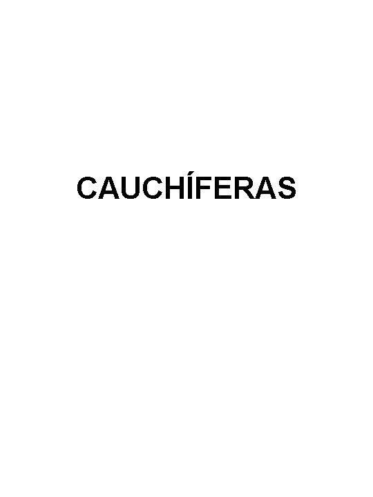 CAUCHÍFERAS CAUCHÍFERAS