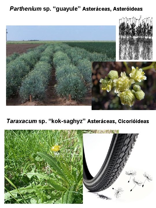 Parthenium sp. “guayule” Asteráceas, Asteróideas Taraxacum sp. “kok-saghyz” Asteráceas, Cicorióideas Parthenium sp. “guayule” Asteráceas, Asteróideas Taraxacum sp. “kok-saghyz” Asteráceas, Cicorióideas