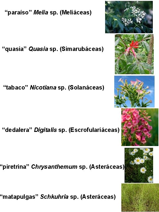 “paraíso” Melia sp. (Meliáceas) “quasia” Quasia sp. (Simarubáceas) “tabaco” Nicotiana sp. (Solanáceas) “dedalera” Digitalis “paraíso” Melia sp. (Meliáceas) “quasia” Quasia sp. (Simarubáceas) “tabaco” Nicotiana sp. (Solanáceas) “dedalera” Digitalis