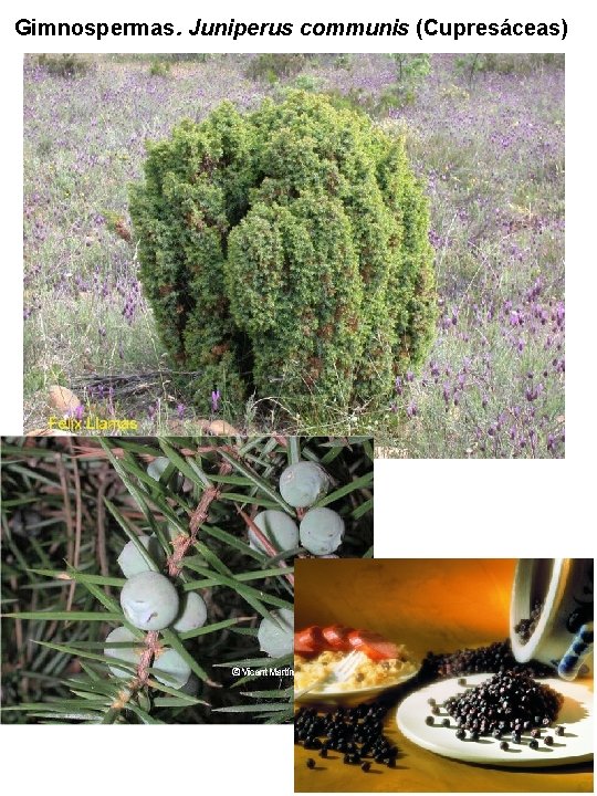 Gimnospermas. Juniperus communis (Cupresáceas) Gimnospermas. Juniperus communis (Cupresáceas)