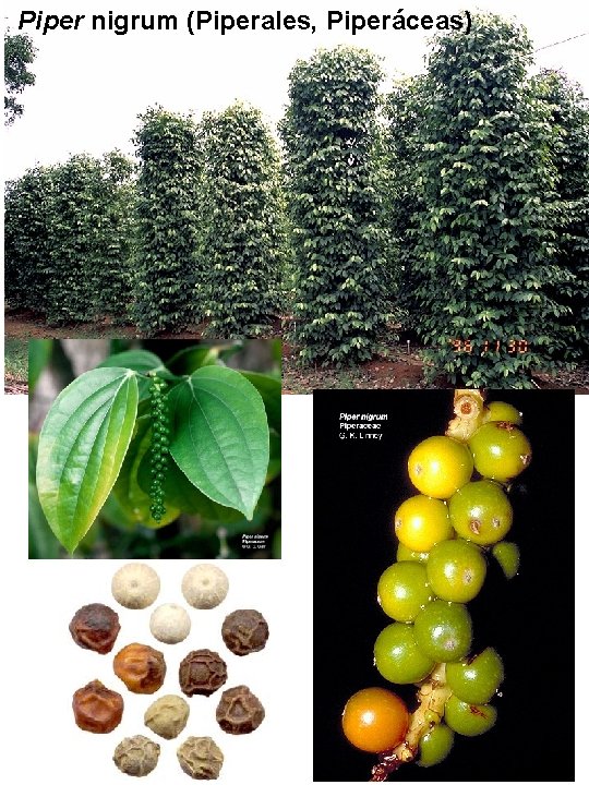 Piper nigrum (Piperales, Piperáceas) Piper nigrum (Piperales, Piperáceas)