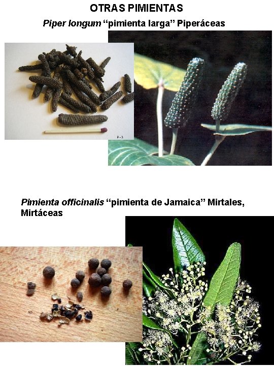 OTRAS PIMIENTAS Piper longum “pimienta larga” Piperáceas Pimienta officinalis “pimienta de Jamaica” Mirtales, Mirtáceas OTRAS PIMIENTAS Piper longum “pimienta larga” Piperáceas Pimienta officinalis “pimienta de Jamaica” Mirtales, Mirtáceas