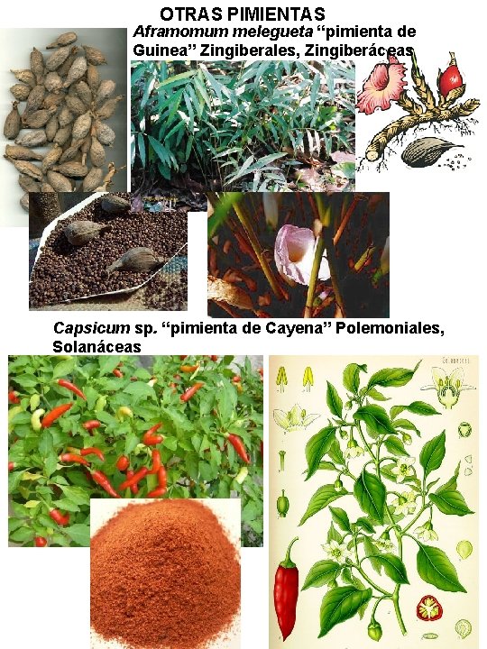 OTRAS PIMIENTAS Aframomum melegueta “pimienta de Guinea” Zingiberales, Zingiberáceas Capsicum sp. “pimienta de Cayena” OTRAS PIMIENTAS Aframomum melegueta “pimienta de Guinea” Zingiberales, Zingiberáceas Capsicum sp. “pimienta de Cayena”
