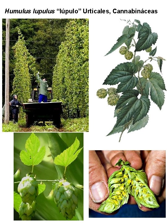 Humulus lupulus “lúpulo” Urticales, Cannabináceas Humulus lupulus “lúpulo” Urticales, Cannabináceas