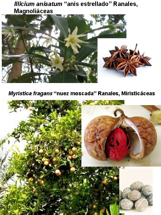 Illicium anisatum “anís estrellado” Ranales, Magnoliáceas Myristica fragans “nuez moscada” Ranales, Miristicáceas Illicium anisatum “anís estrellado” Ranales, Magnoliáceas Myristica fragans “nuez moscada” Ranales, Miristicáceas