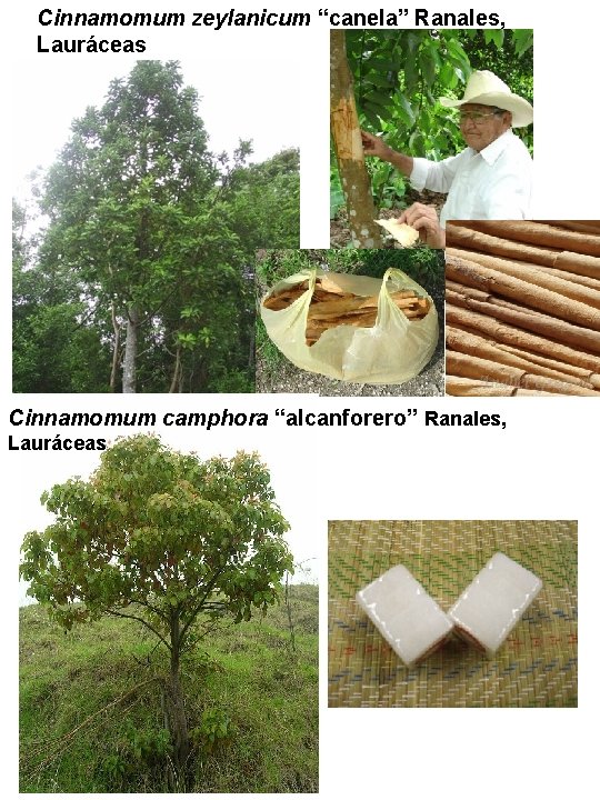 Cinnamomum zeylanicum “canela” Ranales, Lauráceas Cinnamomum camphora “alcanforero” Ranales, Lauráceas Cinnamomum zeylanicum “canela” Ranales, Lauráceas Cinnamomum camphora “alcanforero” Ranales, Lauráceas