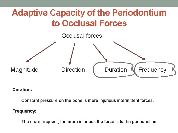 Adaptive Capacity of the Periodontium to Occlusal Forces Occlusal forces Magnitude Direction Duration Frequency