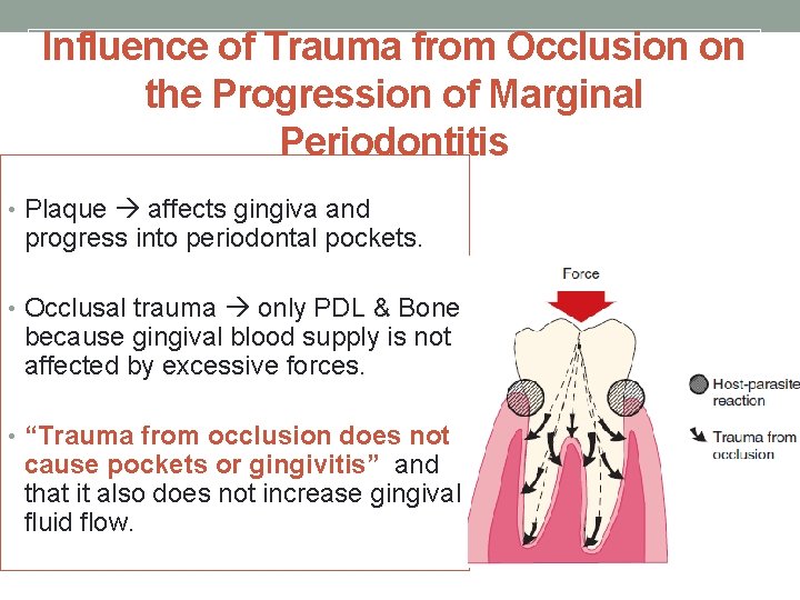 Influence of Trauma from Occlusion on the Progression of Marginal Periodontitis • Plaque affects
