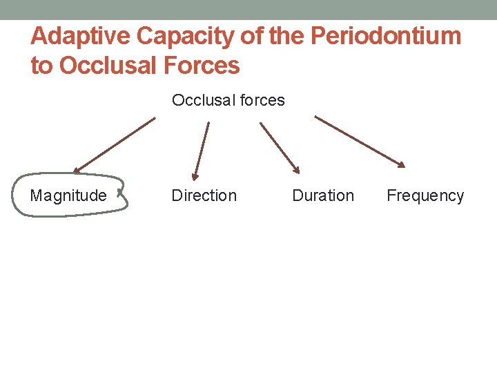 Adaptive Capacity of the Periodontium to Occlusal Forces Occlusal forces Magnitude Direction Duration Frequency