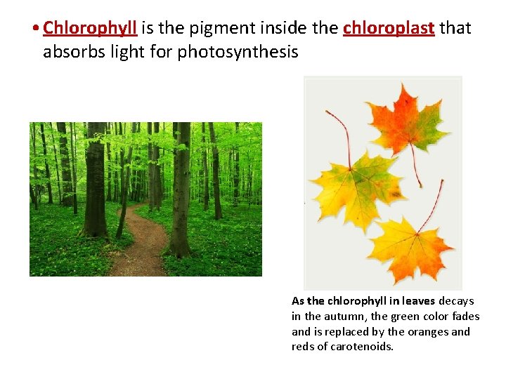  • Chlorophyll is the pigment inside the chloroplast that absorbs light for photosynthesis