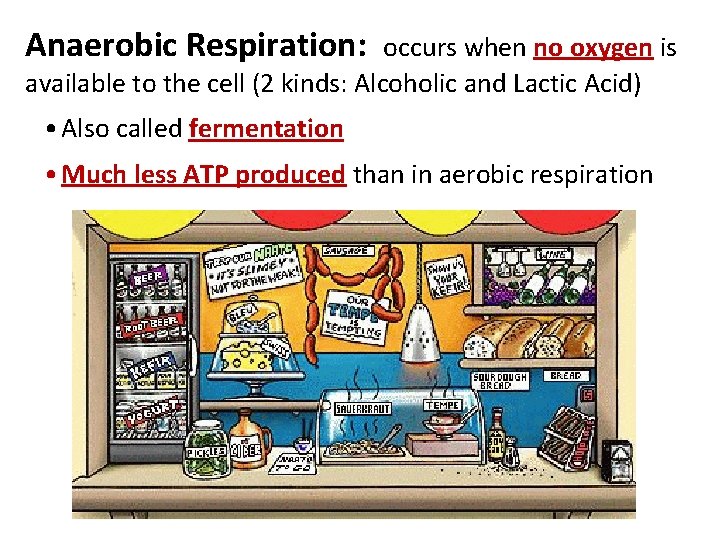 Anaerobic Respiration: occurs when no oxygen is available to the cell (2 kinds: Alcoholic