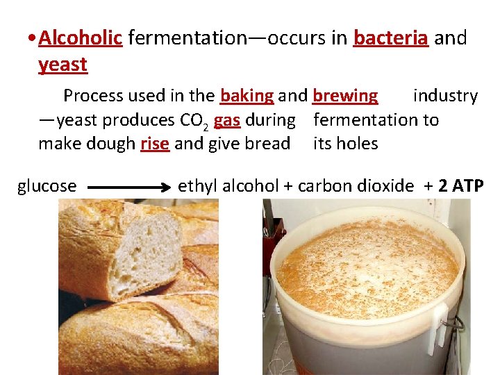  • Alcoholic fermentation—occurs in bacteria and yeast Process used in the baking and