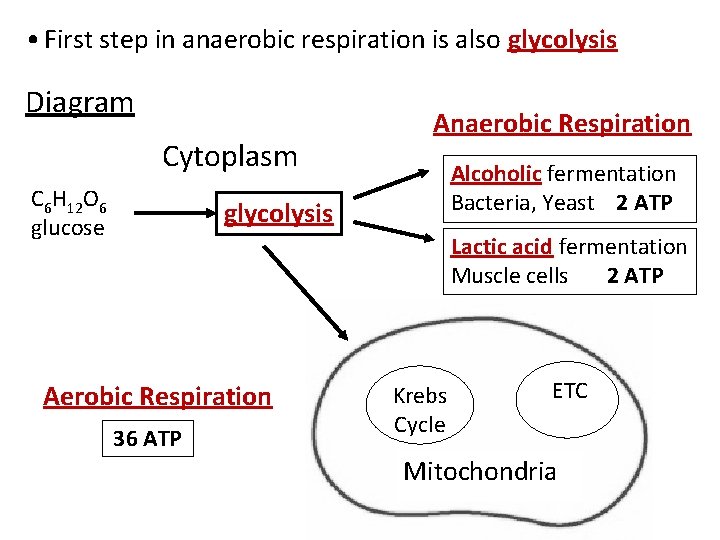  • First step in anaerobic respiration is also glycolysis Diagram Cytoplasm C 6