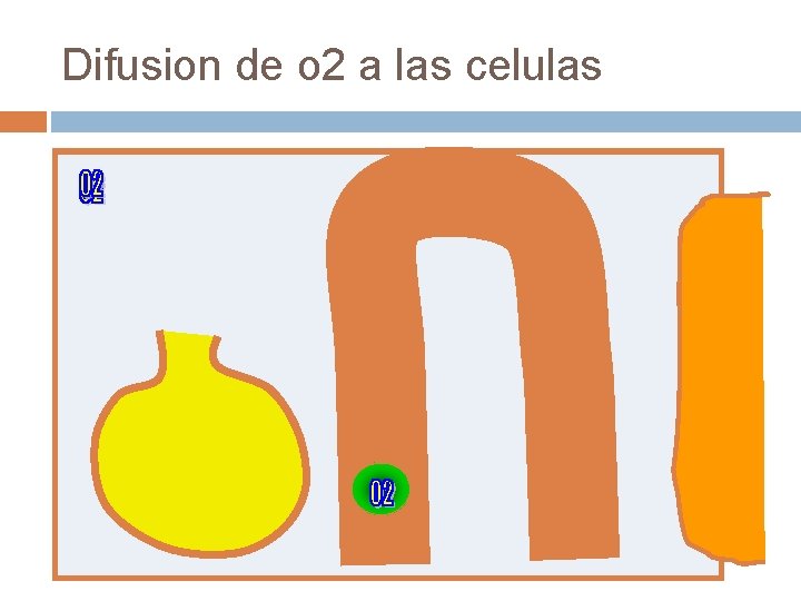 Difusion de o 2 a las celulas Difusion de o 2 a las celulas