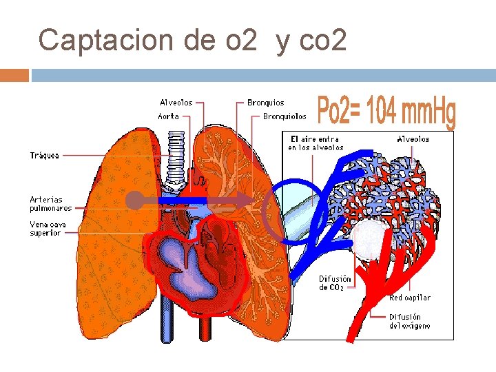 Captacion de o 2 y co 2 Captacion de o 2 y co 2