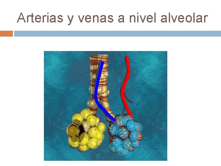 Arterias y venas a nivel alveolar Arterias y venas a nivel alveolar