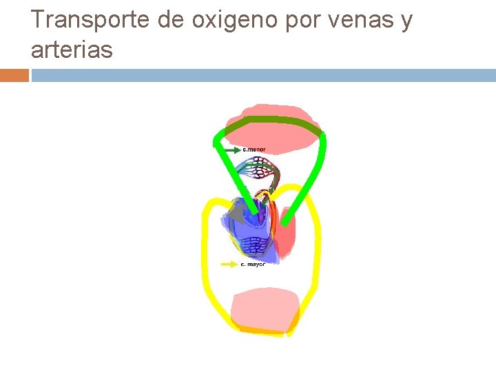 Transporte de oxigeno por venas y arterias Transporte de oxigeno por venas y arterias