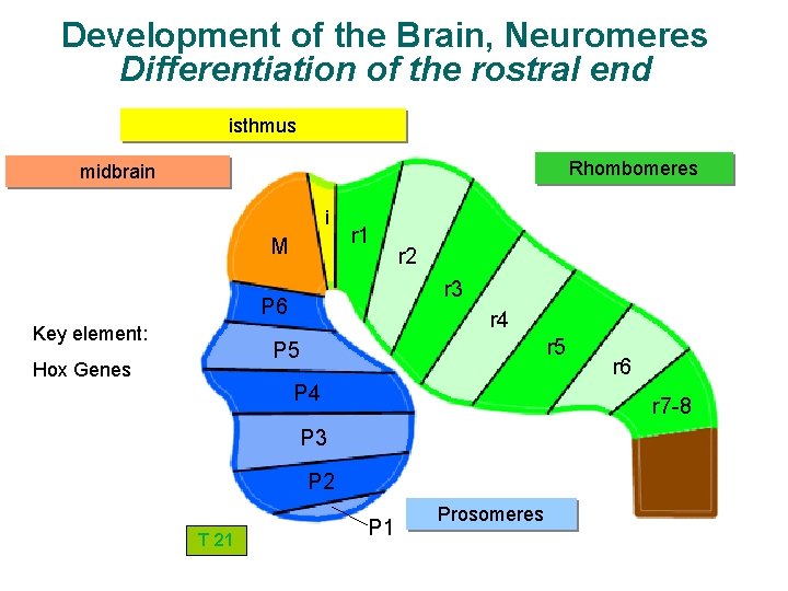 Development of the Brain, Neuromeres Differentiation of the rostral end isthmus Rhombomeres midbrain i