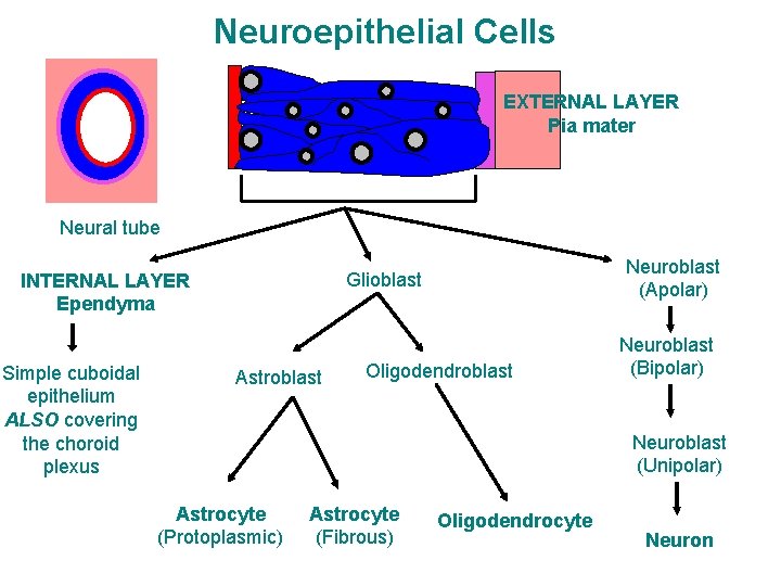 Neuroepithelial Cells EXTERNAL LAYER Pia mater Neural tube INTERNAL LAYER Ependyma Simple cuboidal epithelium