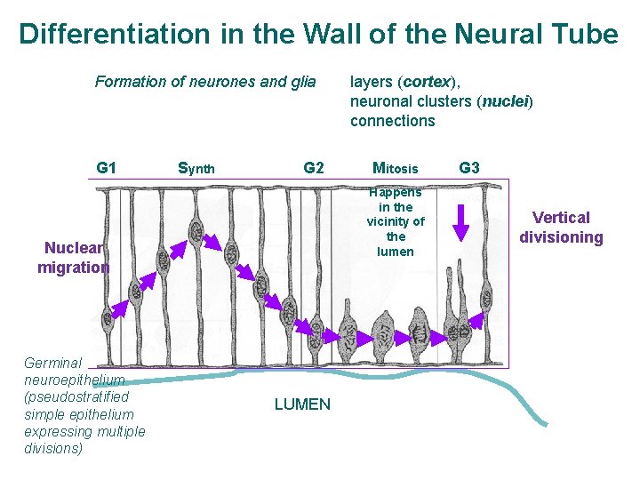 Differentiation in the Wall of the Neural Tube Formation of neurones and glia G