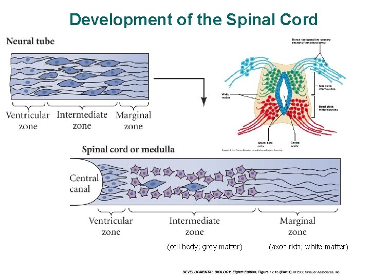Development of the Spinal Cord (cell body; grey matter) (axon rich; white matter) 