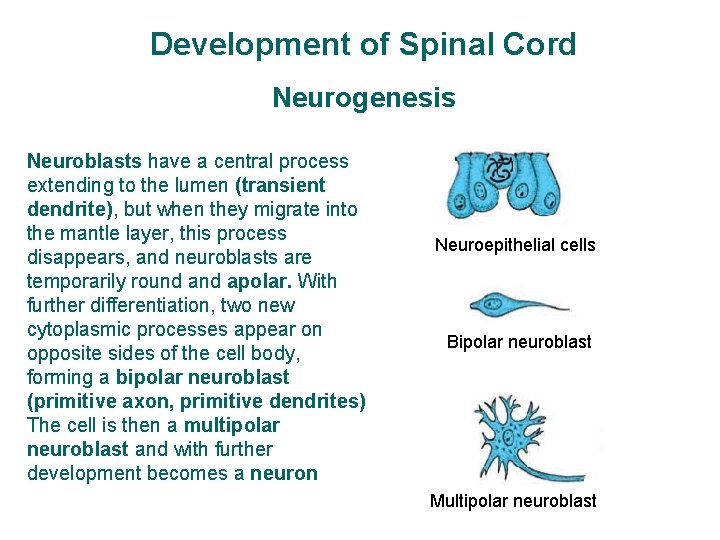 Development of Spinal Cord Neurogenesis Neuroblasts have a central process extending to the lumen
