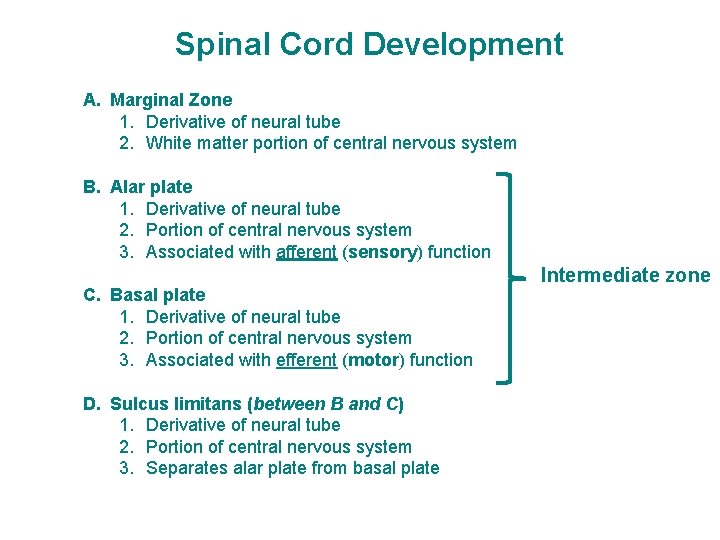 Spinal Cord Development A. Marginal Zone 1. Derivative of neural tube 2. White matter