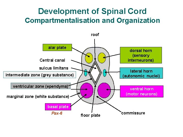 Development of Spinal Cord Compartmentalisation and Organization roof alar plate dorsal horn (sensory interneurons)