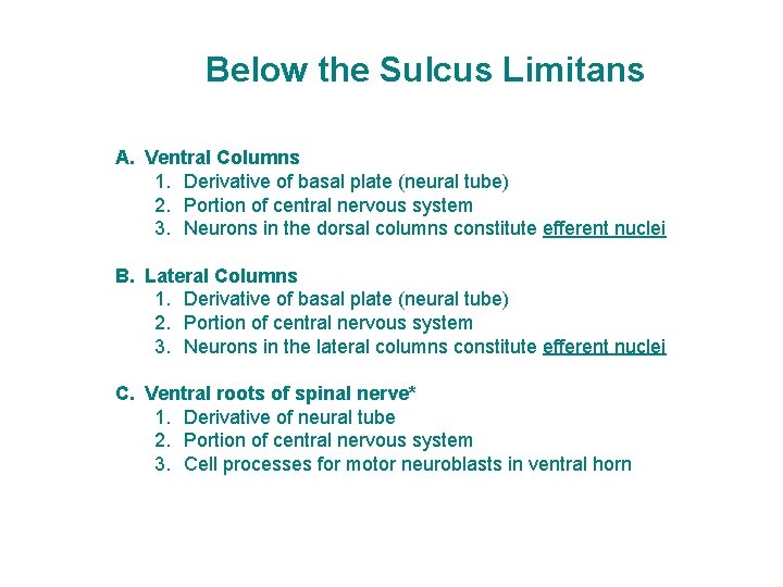 Below the Sulcus Limitans A. Ventral Columns 1. Derivative of basal plate (neural tube)