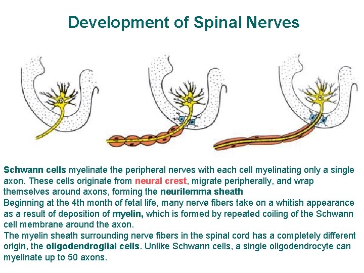 Development of Spinal Nerves Schwann cells myelinate the peripheral nerves with each cell myelinating