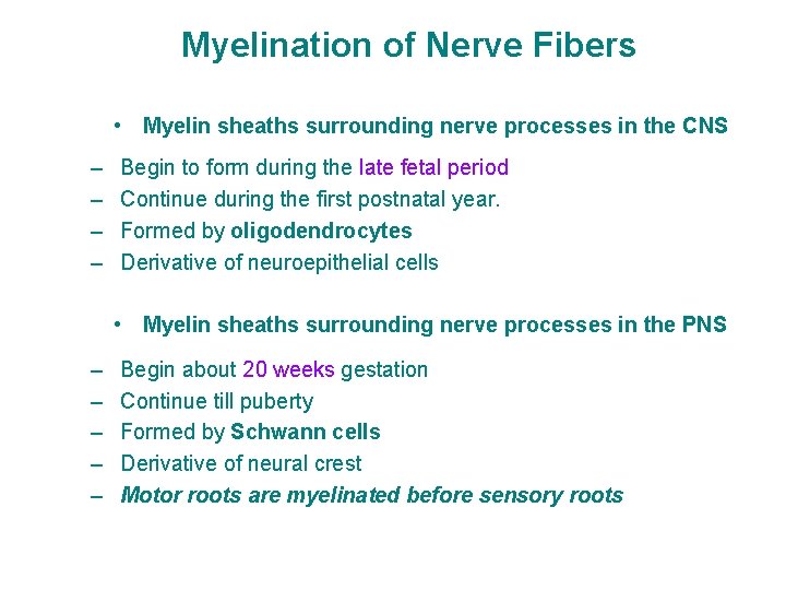 Myelination of Nerve Fibers • Myelin sheaths surrounding nerve processes in the CNS –