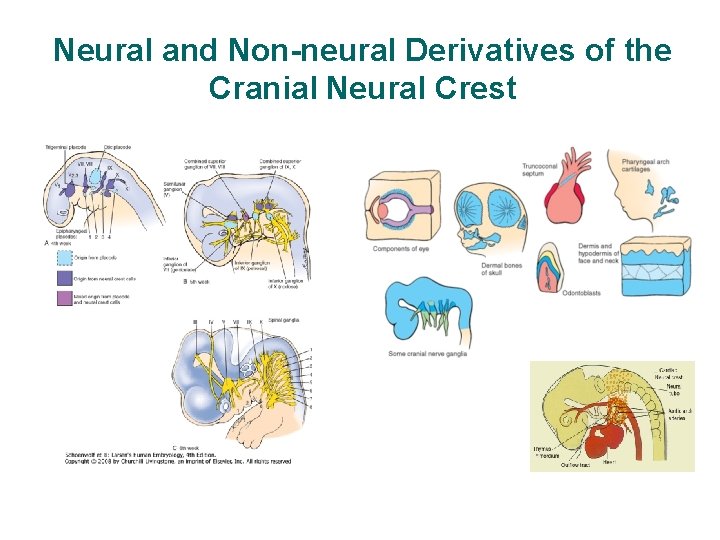 Neural and Non-neural Derivatives of the Cranial Neural Crest 